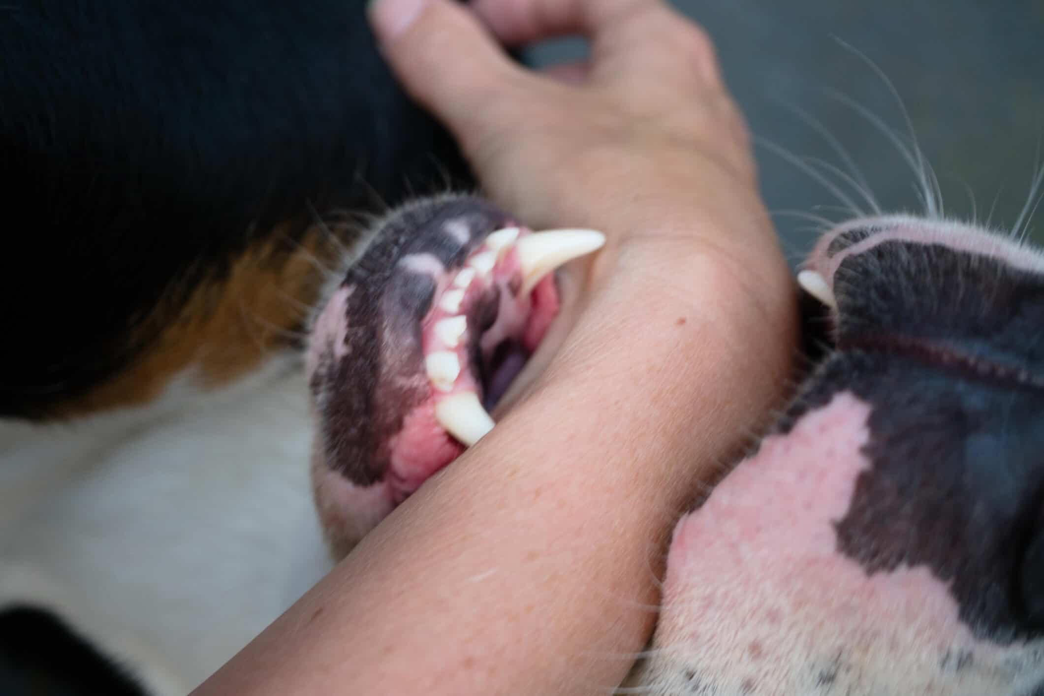 Has A Dog in Atlanta Bitten You? Understand Georgia Law for Filing a Claim