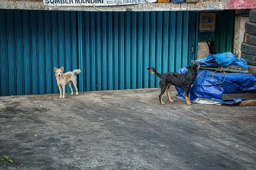 Bitten by a Dog in Atlanta? 5 Immediate Steps to Take for Your Health & Case