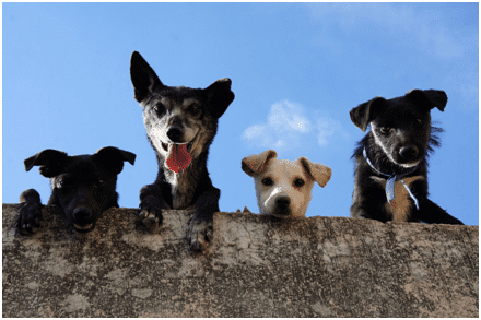 What to Do After Dog Attack in Atlanta: Step-by-Step Guide
